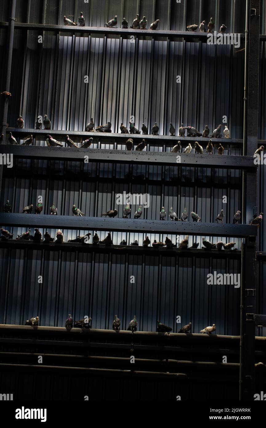 13 /07/2021 -Milano = Mostra di Maurizio Cattelan in Hangar Bicocca: Breath Ghosts Blind. Nella foto: Fantasmi, 2021, Pigeoni in taxidermy Foto Stock