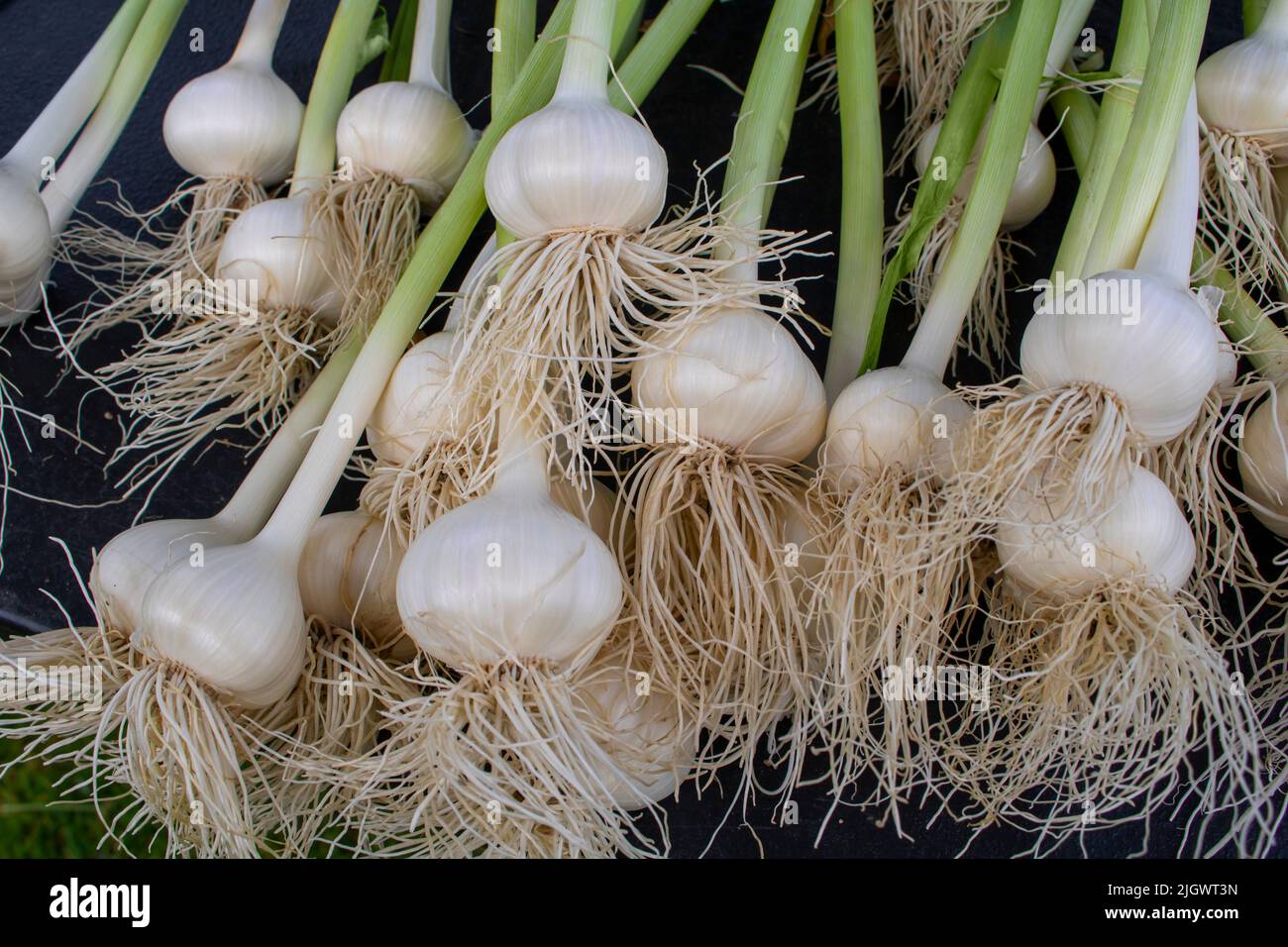 Bulbi d'aglio con gambi verdi lunghi in mostra al mercato di un agricoltore Foto Stock