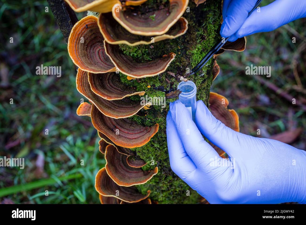 Ricercatore che prende campioni di muschi e funghi in foreste pluviali temperate dell'Australia Foto Stock
