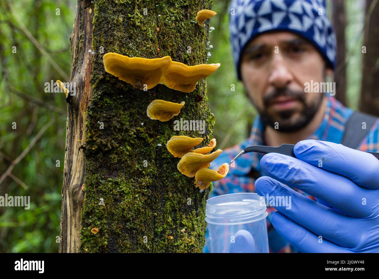 Ricercatore che prende campioni di muschi e funghi in foreste pluviali temperate dell'Australia Foto Stock