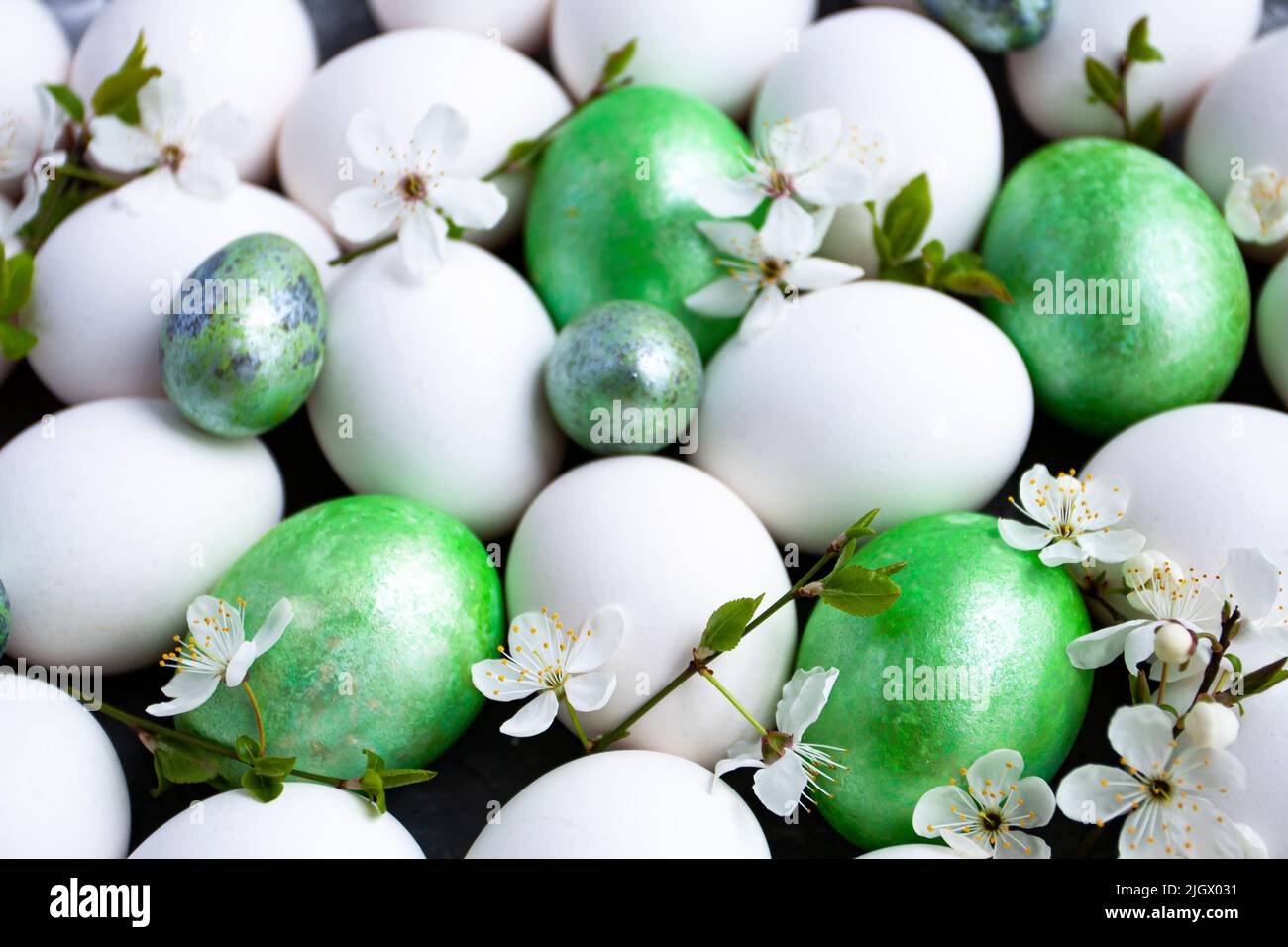 Uova di Pasqua colorate con fiori di fiori di primavera isolati su sfondo bianco. Foto Stock