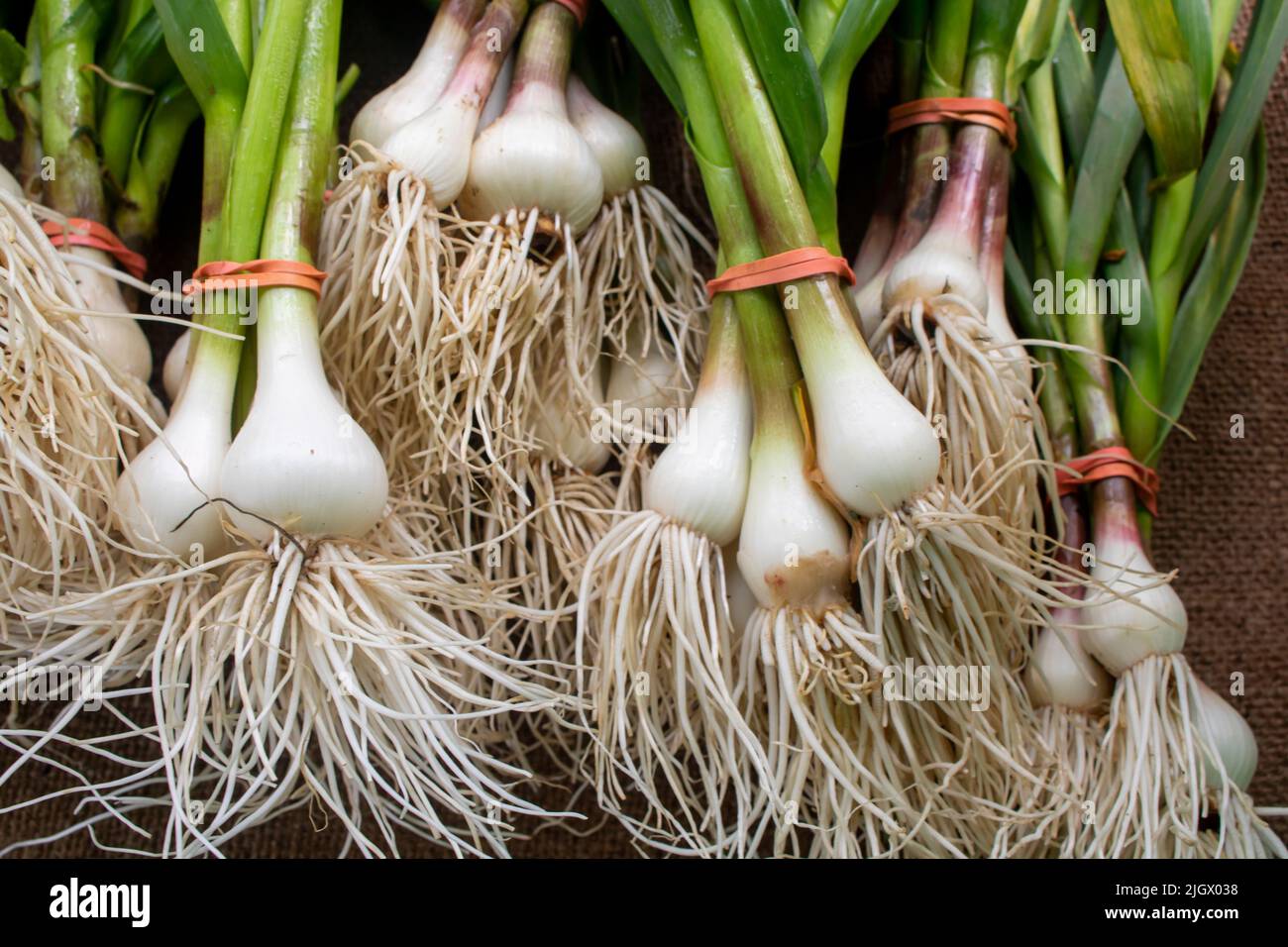Bulbi d'aglio con gambi verdi lunghi in mostra al mercato di un agricoltore legato con fasce elastiche rosse Foto Stock