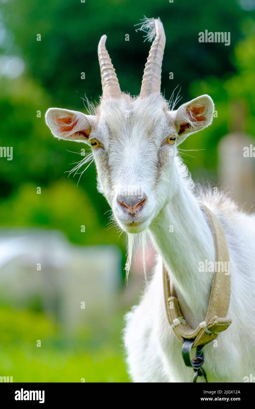 La capra fotogenica osserva con interesse nell'obiettivo della macchina fotografica. Primo piano verticale. Bestiame. Foto verticale Foto Stock