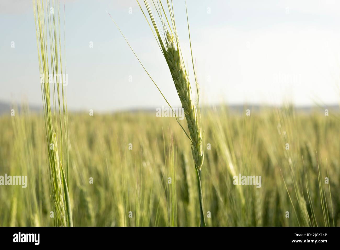 Orecchio di grano, fuoco selettivo su orecchio di grano verde in campo di grano. Bellissimo paesaggio agricolo sfondo idea foto, spazio copia. Foto Stock