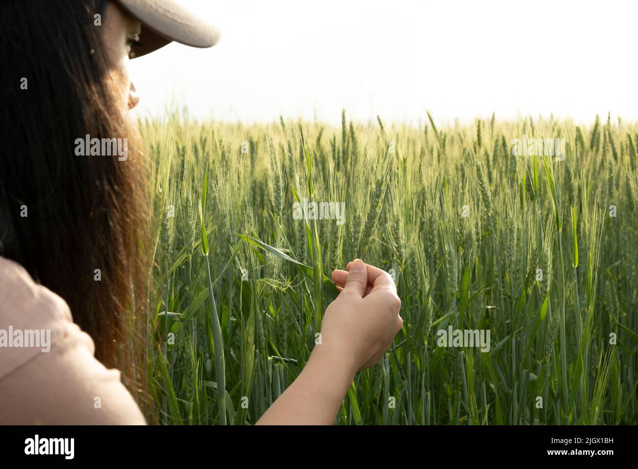 Donna contadina, caucasica giovane agronomista contadina. Bruna femmina che tiene verde orecchio di grano in campo di grano. Controllo dello stato delle colture. Foto Stock