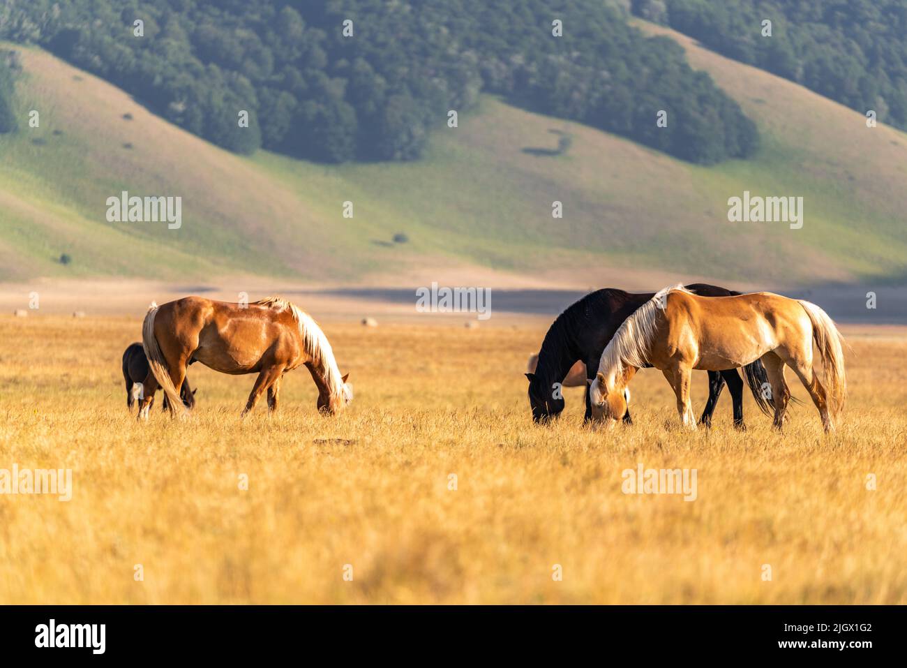 Cavalli in piana di Castelluccio Umbria Italia Foto Stock