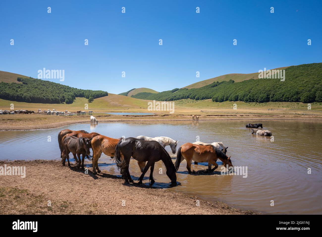 Accumoli, cavalli selvatici bagnati nel lago, Umbria Foto Stock
