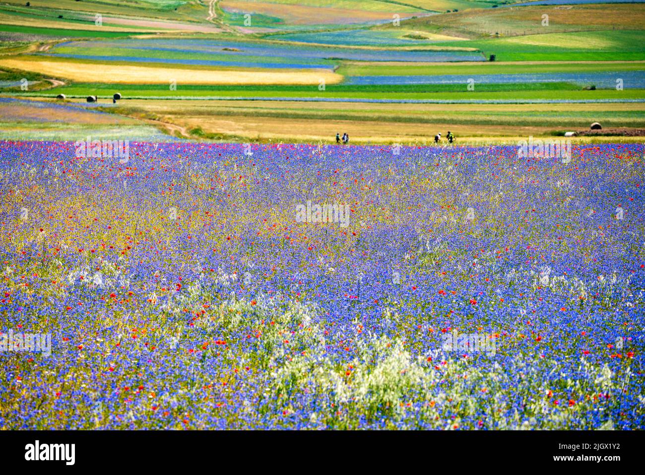 Paesaggio in fiore, fioritura a Castelluccio - Umbria, Italia. Foto Stock