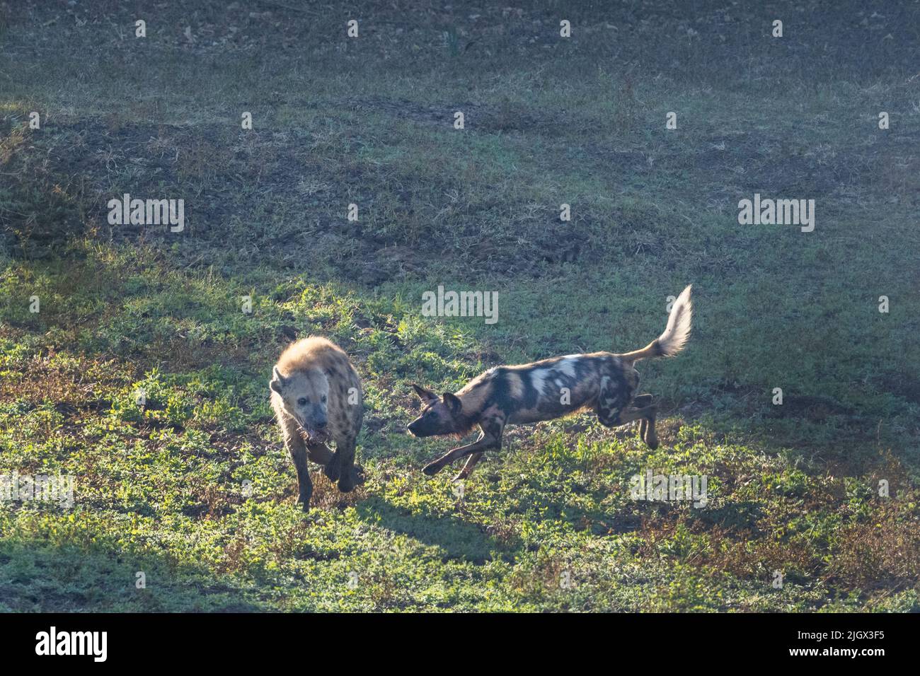 Zambia, Parco Nazionale di Luangwa Sud. Cane selvatico africano (SELVAGGIO: Lycaon pictus) dal Manzi Pack insegue l'iena macchiata. Foto Stock