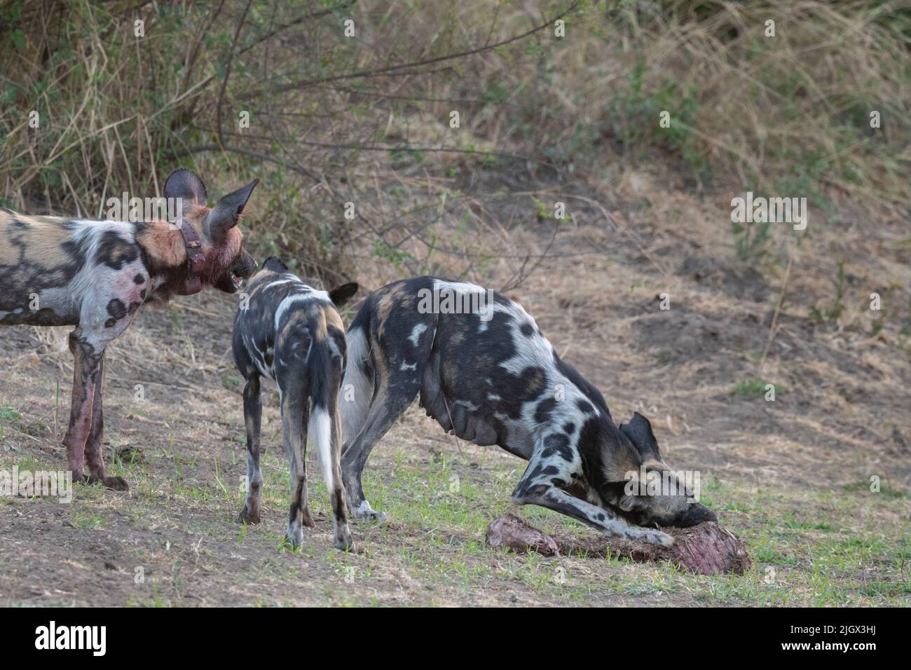 Zambia, Parco Nazionale di Luangwa Sud. Cani selvatici africani (SELVAGGI: Lycaon pictus) che allattano femmina Alpha che si nutrono di imbala ucciderla mentre altri la proteggono. Foto Stock