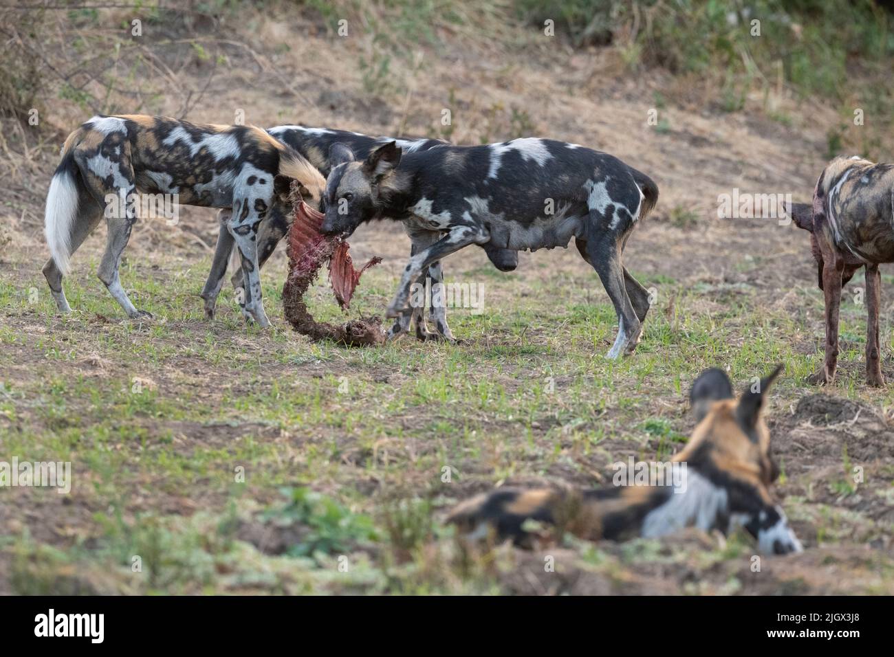 Zambia, Parco Nazionale di Luangwa Sud. Cani selvatici africani (SELVAGGI: Lycaon pictus) che allattano femmina Alpha che si nutrono di imbala ucciderla mentre altri la proteggono. Foto Stock