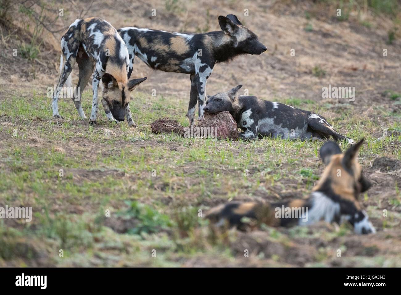 Zambia, Parco Nazionale di Luangwa Sud. Cani selvatici africani (SELVAGGI: Lycaon pictus) che allattano femmina Alpha che si nutrono di imbala ucciderla mentre altri la proteggono. Foto Stock