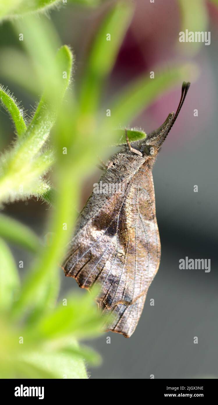 Primo piano della farfalla di muso americana (carinenta libica). Foto Stock