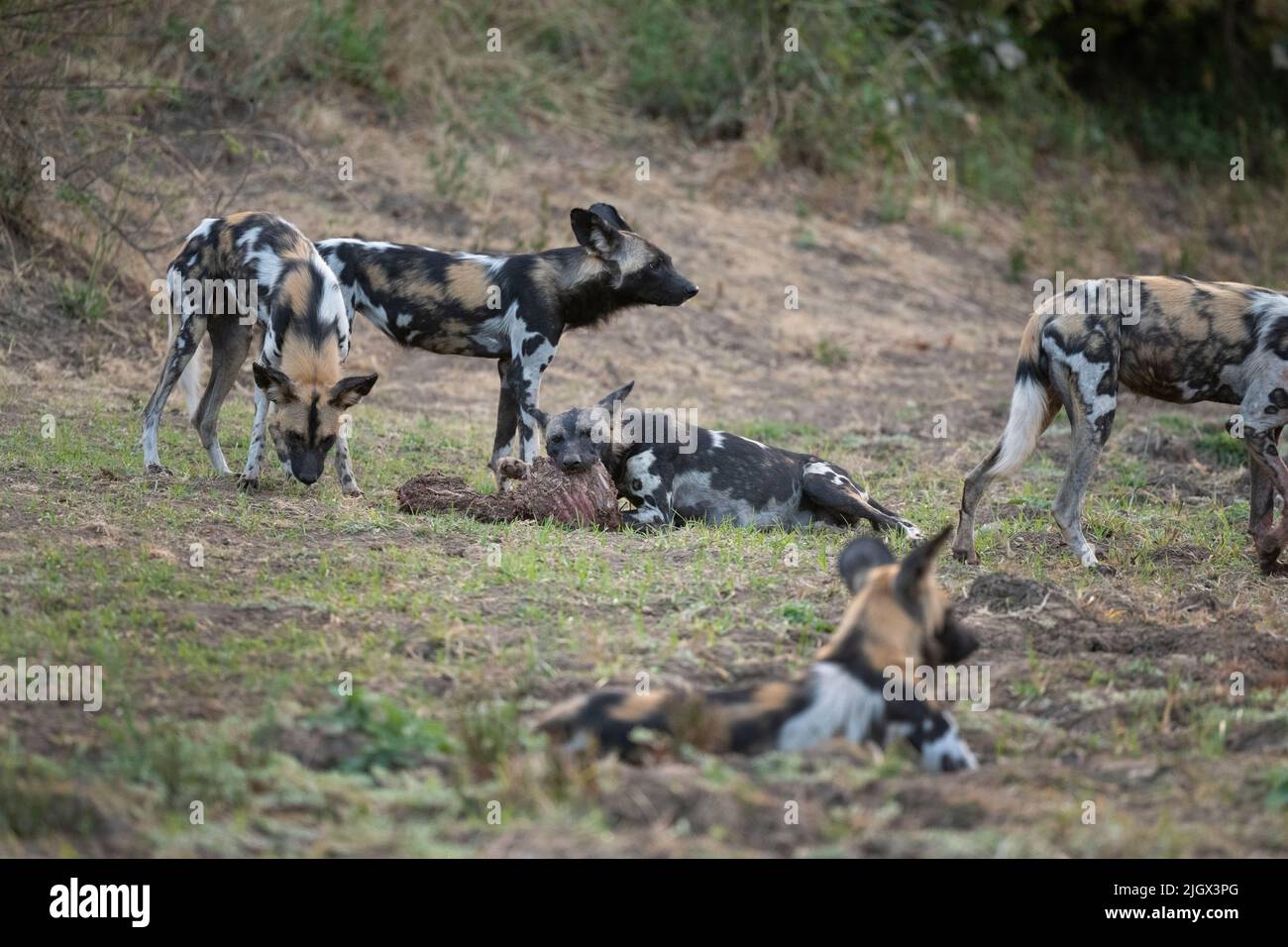 Zambia, Parco Nazionale di Luangwa Sud. Cani selvatici africani (SELVAGGI: Lycaon pictus) che allattano femmina Alpha che si nutrono di imbala ucciderla mentre altri la proteggono. Foto Stock