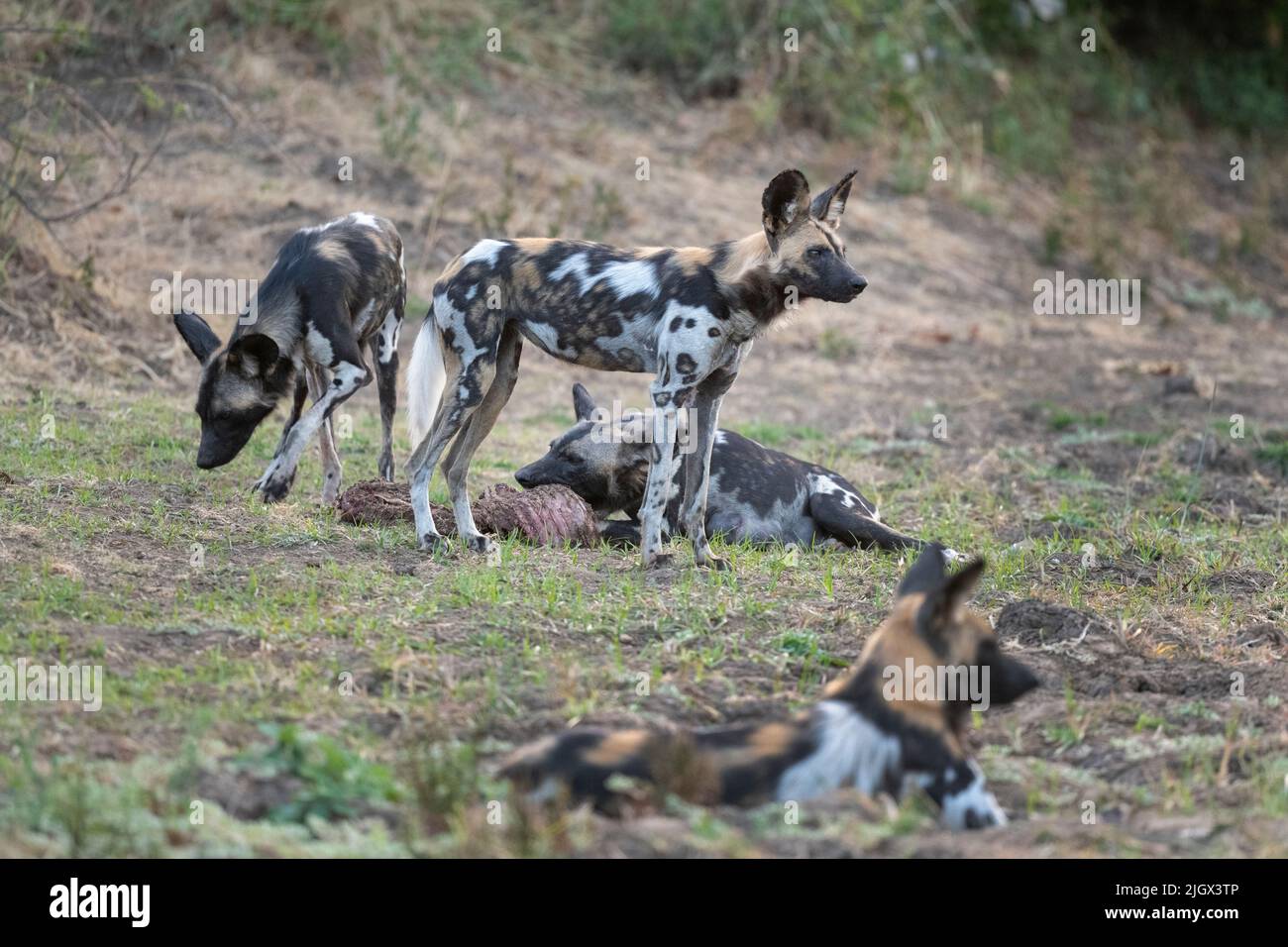 Zambia, Parco Nazionale di Luangwa Sud. Cani selvatici africani (SELVAGGI: Lycaon pictus) che allattano femmina Alpha che si nutrono di imbala ucciderla mentre altri la proteggono. Foto Stock