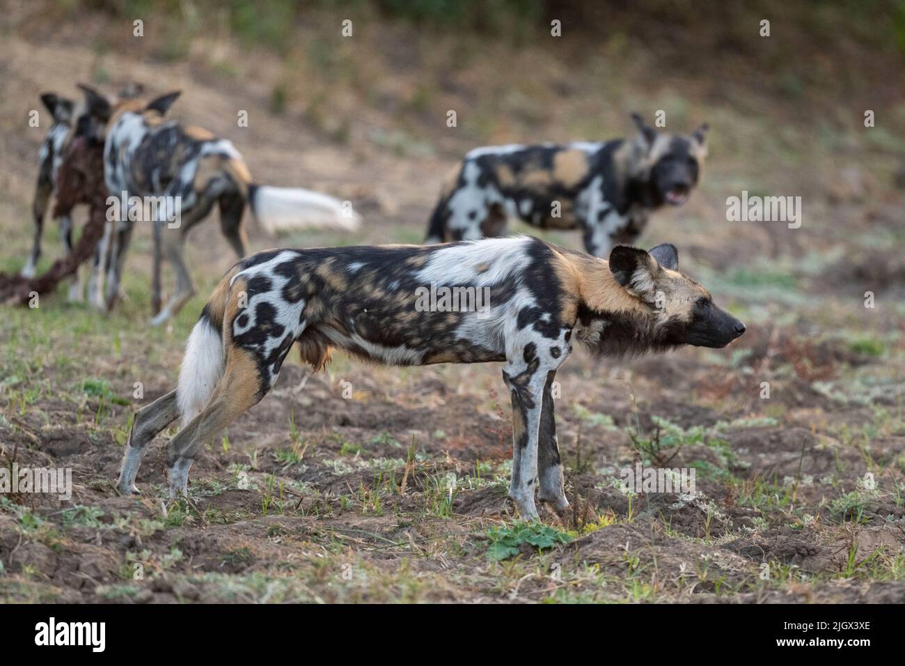 Zambia, Parco Nazionale di Luangwa Sud. Cani selvatici africani (SELVAGGI: Lycaon pictus) il Manzi Pack mangiare imbala uccidere mentre il cane maschio si alza guardia. Foto Stock