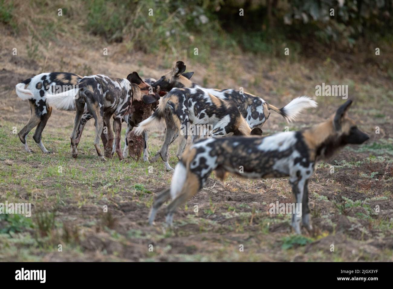 Zambia, Parco Nazionale di Luangwa Sud. Cani selvatici africani (SELVAGGI: Lycaon pictus) il Manzi Pack mangiare imbala uccidere mentre il cane maschio si alza guardia. Foto Stock