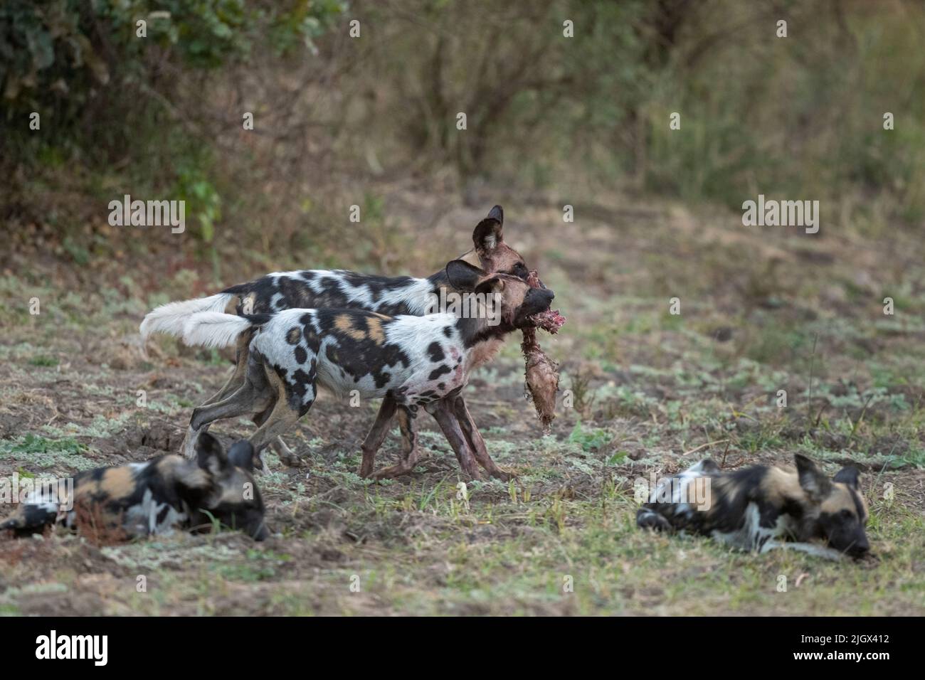 Zambia, Parco Nazionale di Luangwa Sud. Cani selvatici africani con imbala uccisione (SELVAGGIO: Lycaon pictus) il Manzi Pack. Foto Stock