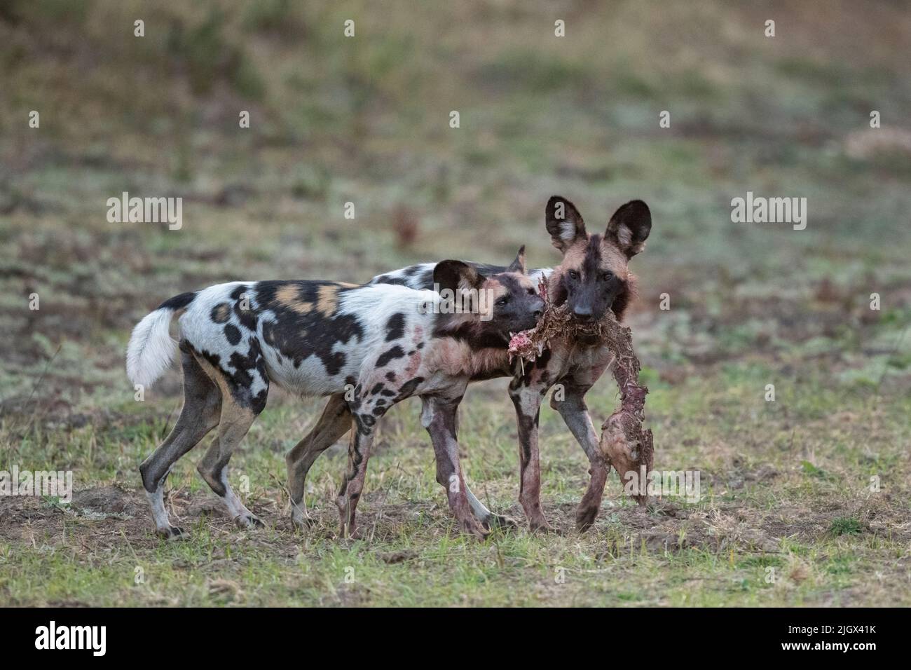 Zambia, Parco Nazionale di Luangwa Sud. Cani selvatici africani con imbala uccisione (SELVAGGIO: Lycaon pictus) il Manzi Pack. Foto Stock
