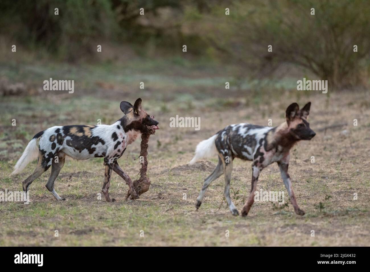 Zambia, Parco Nazionale di Luangwa Sud. Cani selvatici africani con imbala uccisione (SELVAGGIO: Lycaon pictus) il Manzi Pack. Foto Stock
