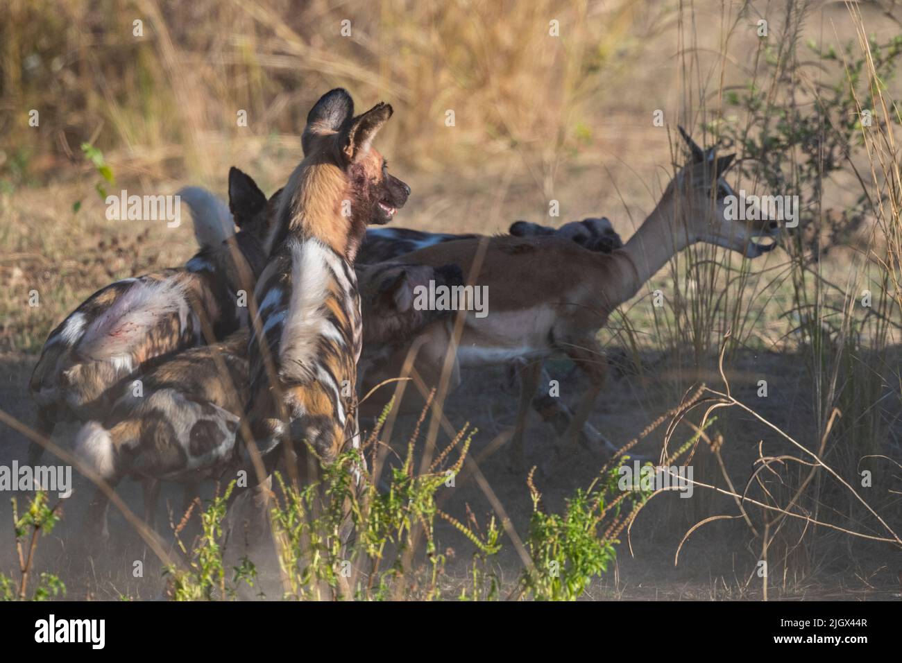 Zambia, Parco Nazionale di Luangwa Sud. Cani selvatici africani (SELVATICI: Lycaon pictus) dal Manzi Pack uccidendo un impala. Foto Stock