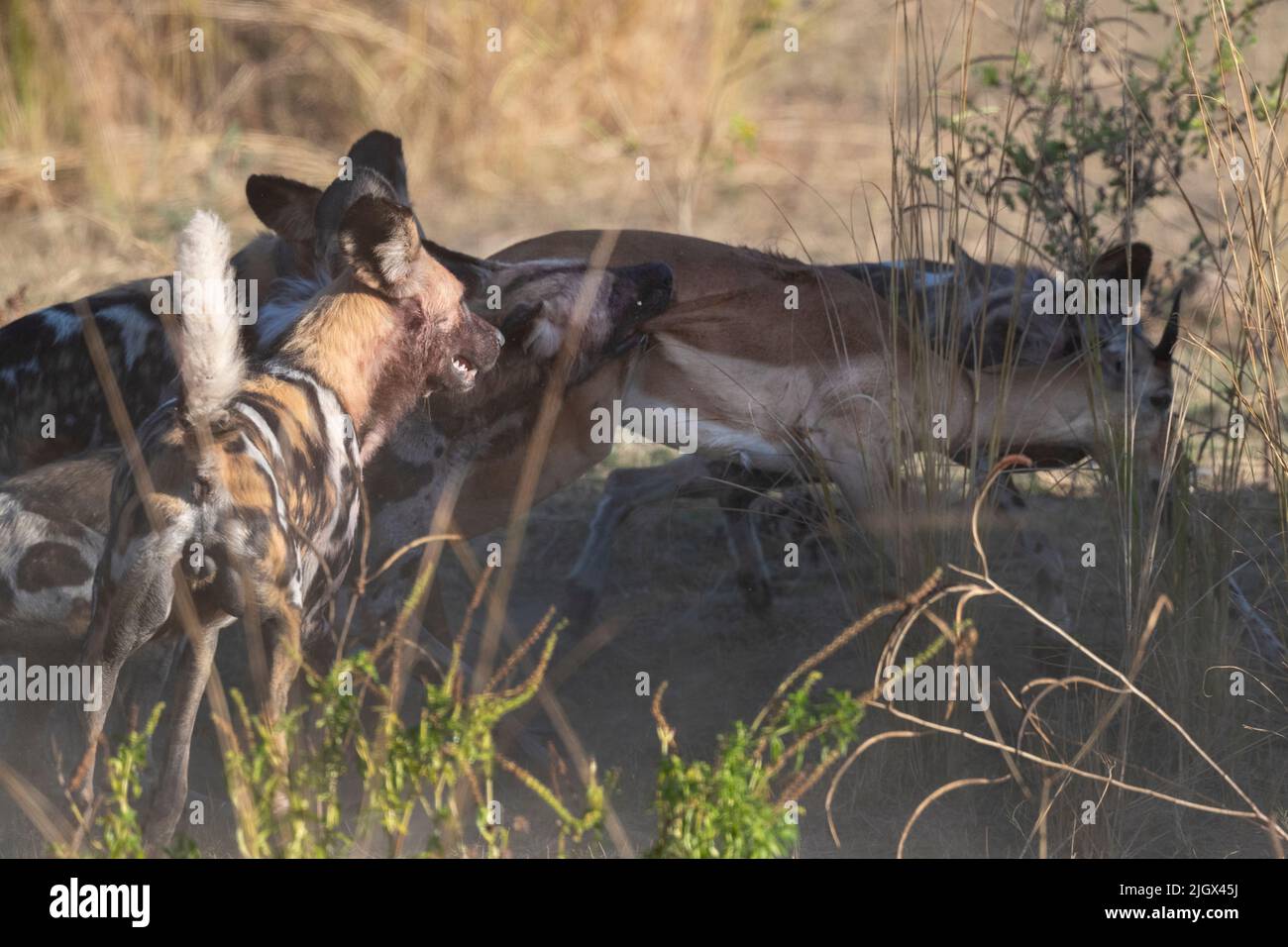 Zambia, Parco Nazionale di Luangwa Sud. Cani selvatici africani (SELVATICI: Lycaon pictus) dal Manzi Pack uccidendo un impala. Foto Stock