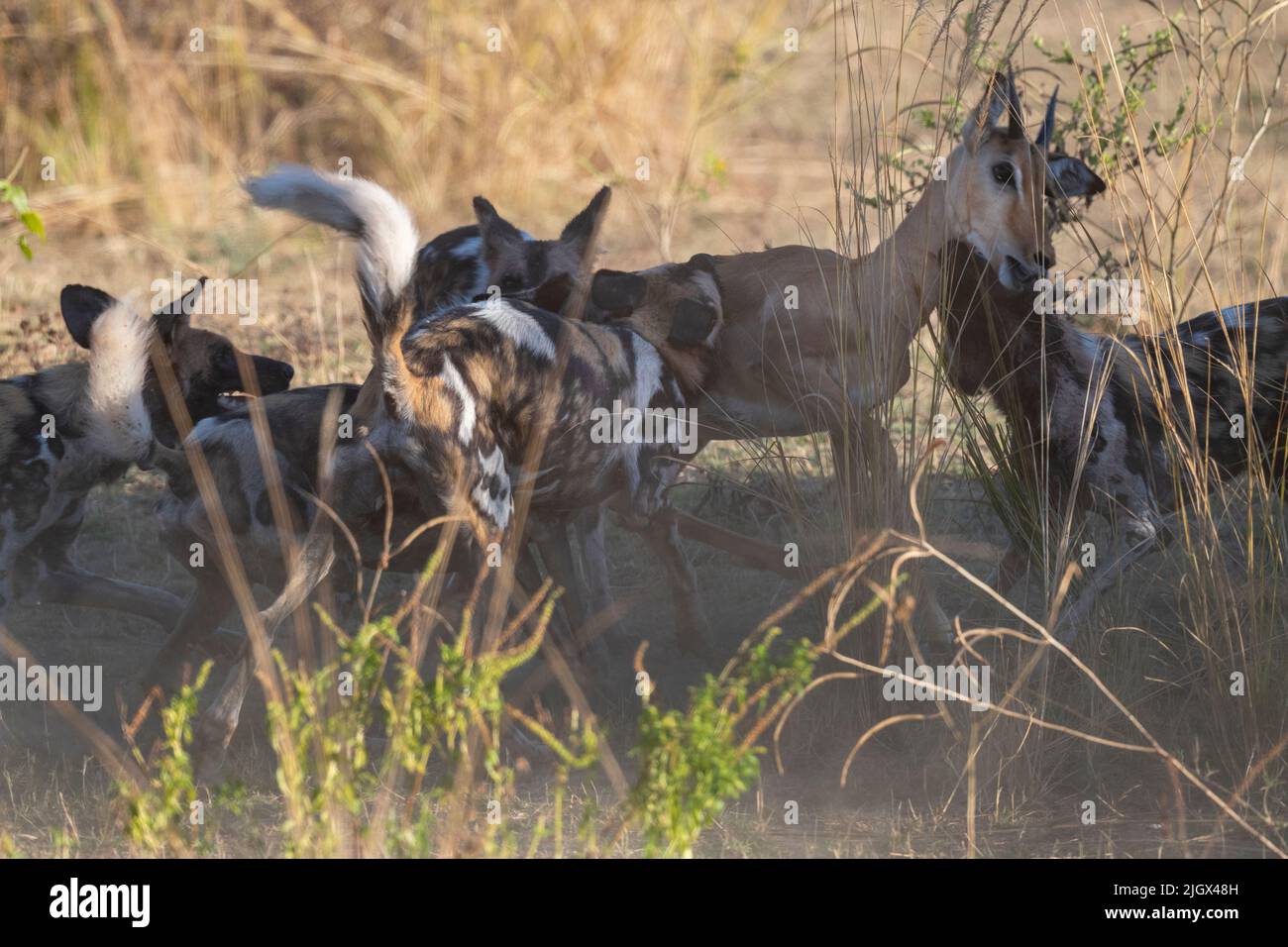Zambia, Parco Nazionale di Luangwa Sud. Cani selvatici africani (SELVATICI: Lycaon pictus) dal Manzi Pack uccidendo un impala. Foto Stock