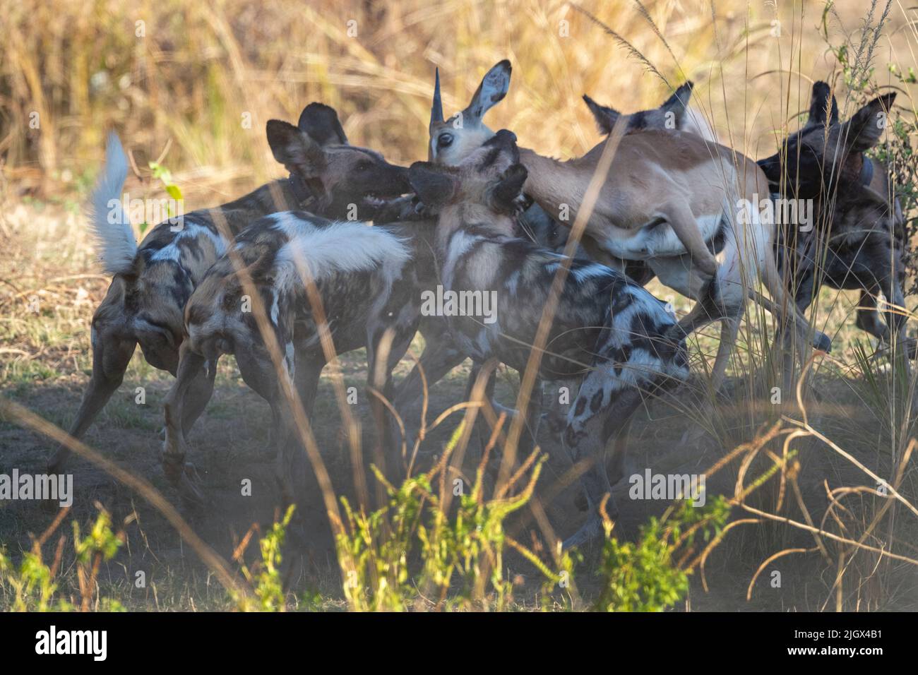 Zambia, Parco Nazionale di Luangwa Sud. Cani selvatici africani (SELVATICI: Lycaon pictus) dal Manzi Pack uccidendo un impala. Foto Stock