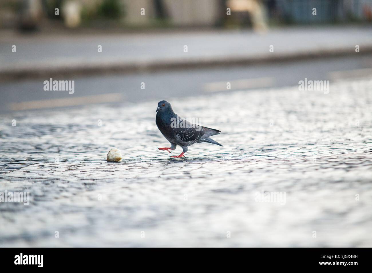 piccione con pezzetto di pane all'aperto a Rio de Janeiro. Foto Stock
