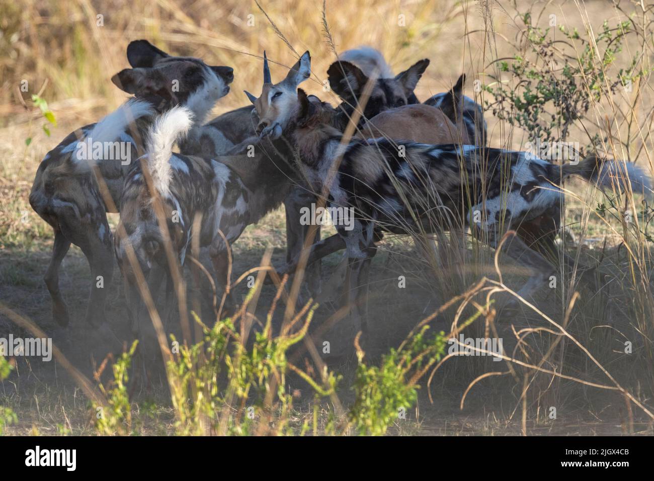 Zambia, Parco Nazionale di Luangwa Sud. Cani selvatici africani (SELVATICI: Lycaon pictus) dal Manzi Pack uccidendo un impala. Foto Stock