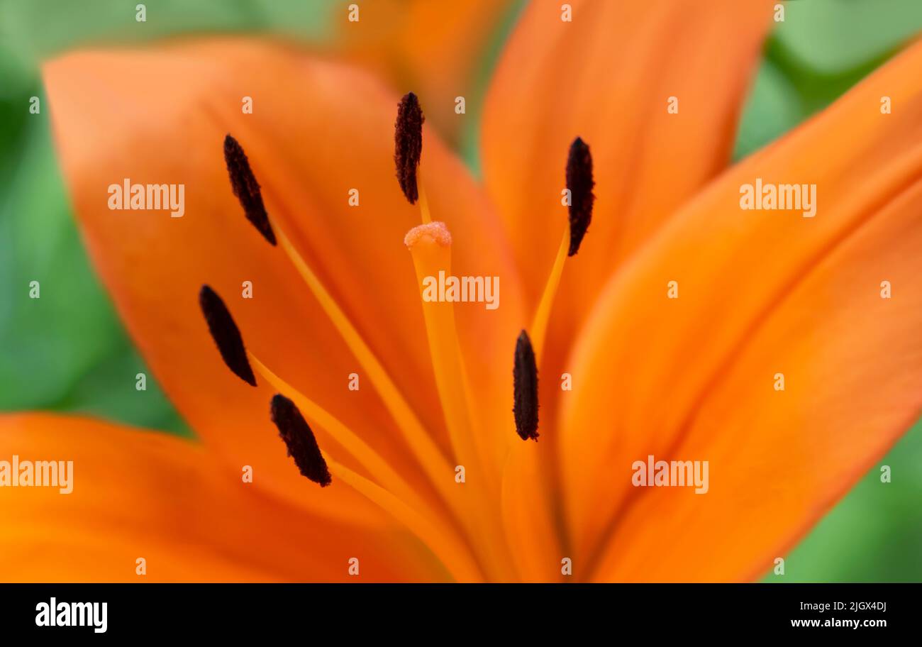 Asiatic Lily Orange County, Asiatic Lily Blacklis, fiore in fiore in un giardino all'aperto Foto Stock