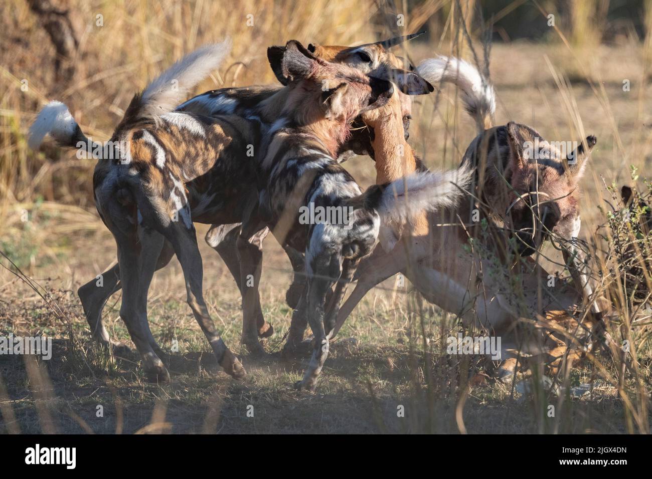 Zambia, Parco Nazionale di Luangwa Sud. Cani selvatici africani (SELVATICI: Lycaon pictus) dal Manzi Pack uccidendo un impala. Foto Stock