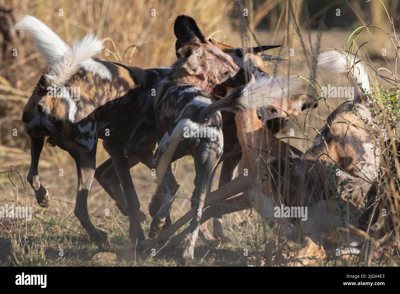 Zambia, Parco Nazionale di Luangwa Sud. Cani selvatici africani (SELVATICI: Lycaon pictus) dal Manzi Pack uccidendo un impala. Foto Stock