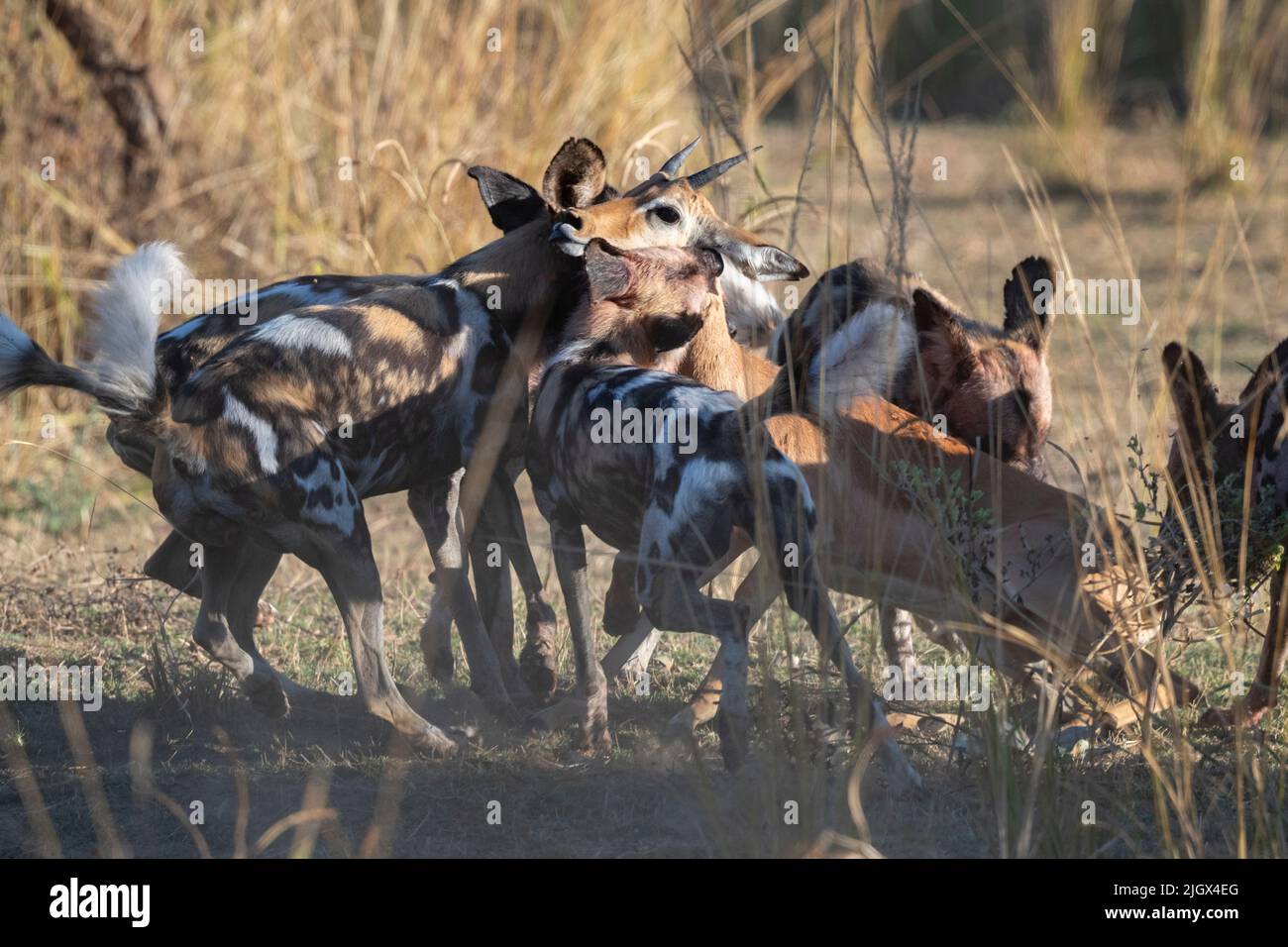 Zambia, Parco Nazionale di Luangwa Sud. Cani selvatici africani (SELVATICI: Lycaon pictus) dal Manzi Pack uccidendo un impala. Foto Stock
