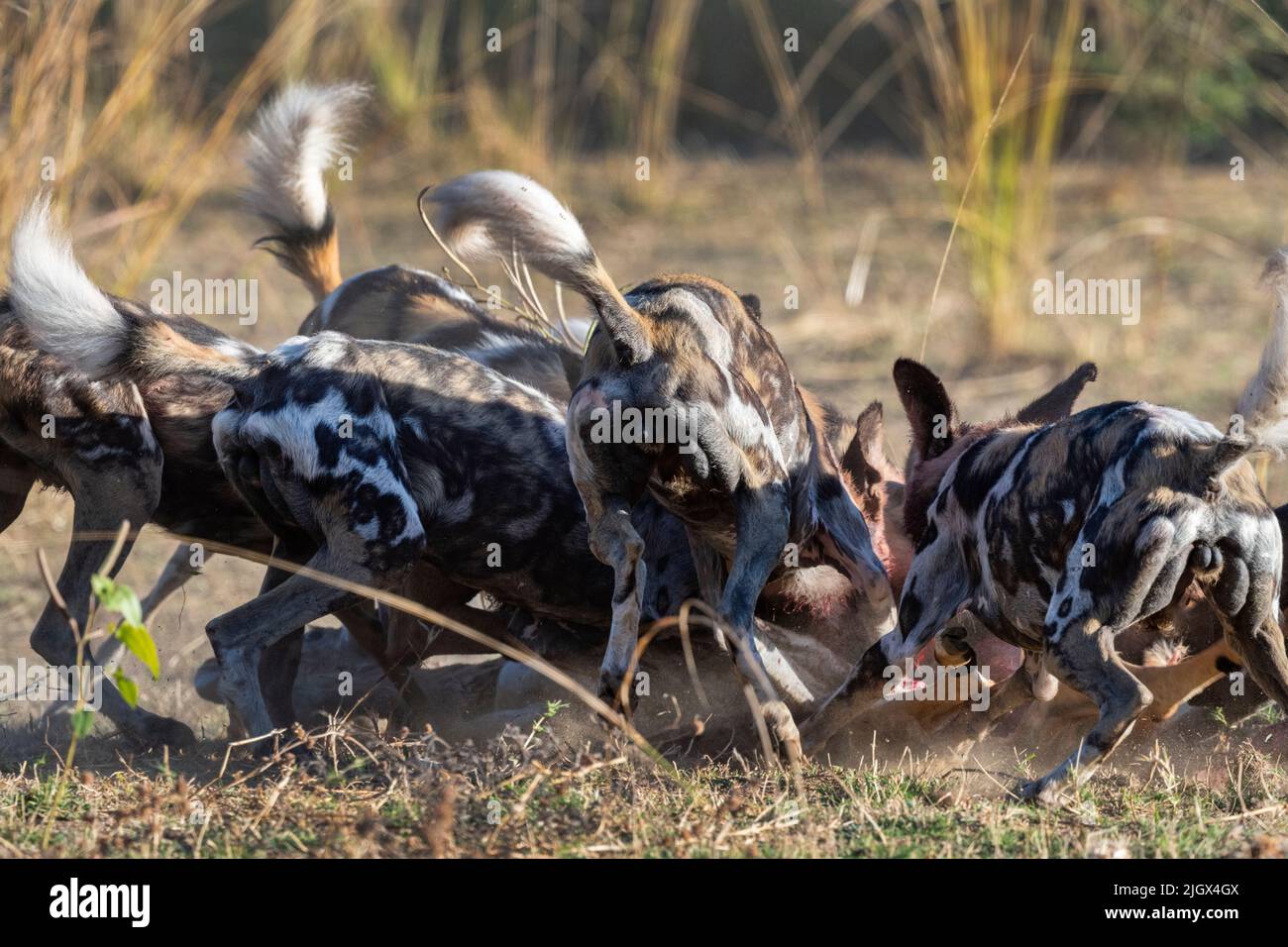 Zambia, Parco Nazionale di Luangwa Sud. Cani selvatici africani (SELVATICI: Lycaon pictus) dal Manzi Pack mangiare impala. Foto Stock