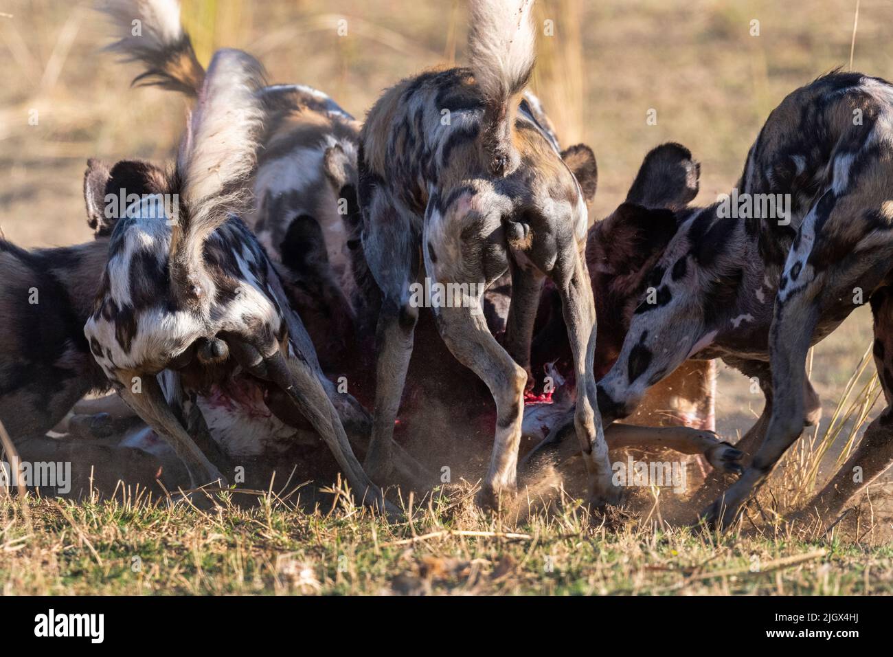 Zambia, Parco Nazionale di Luangwa Sud. Cani selvatici africani (SELVATICI: Lycaon pictus) dal Manzi Pack mangiare impala. Foto Stock