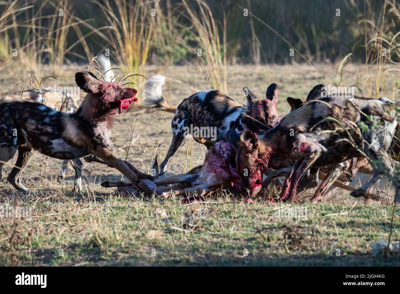 Zambia, Parco Nazionale di Luangwa Sud. Cani selvatici africani (SELVATICI: Lycaon pictus) dal Manzi Pack uccidendo un impala. Foto Stock
