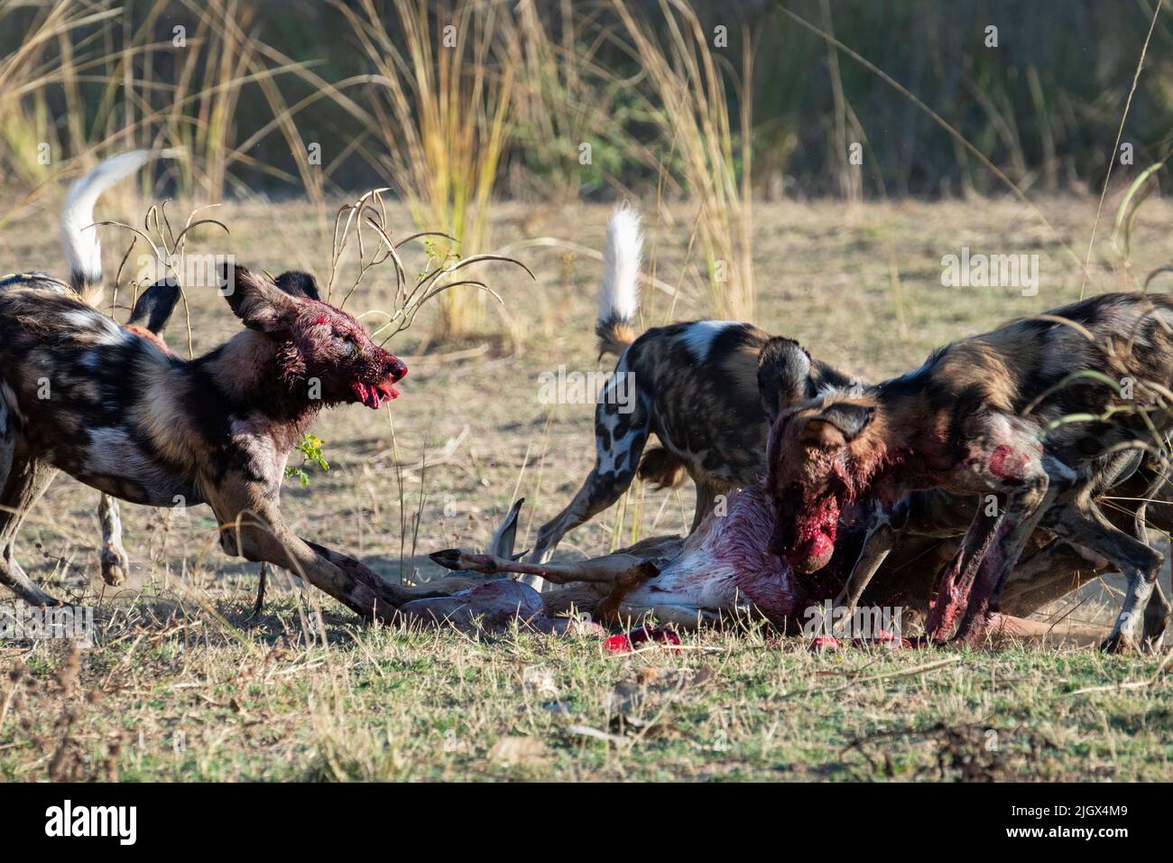 Zambia, Parco Nazionale di Luangwa Sud. Cani selvatici africani (SELVATICI: Lycaon pictus) dal Manzi Pack uccidendo un impala. Foto Stock