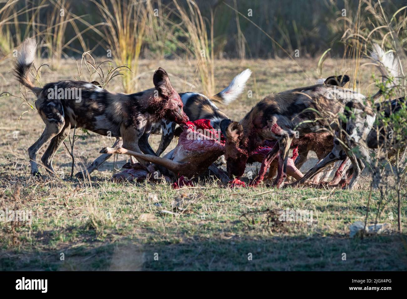 Zambia, Parco Nazionale di Luangwa Sud. Cani selvatici africani (SELVATICI: Lycaon pictus) dal Manzi Pack uccidendo un impala. Foto Stock