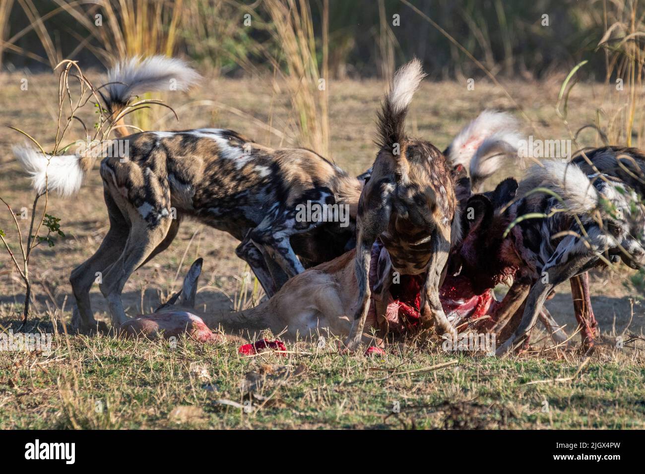 Zambia, Parco Nazionale di Luangwa Sud. Cani selvatici africani (SELVATICI: Lycaon pictus) dal Manzi Pack mangiare impala. Foto Stock
