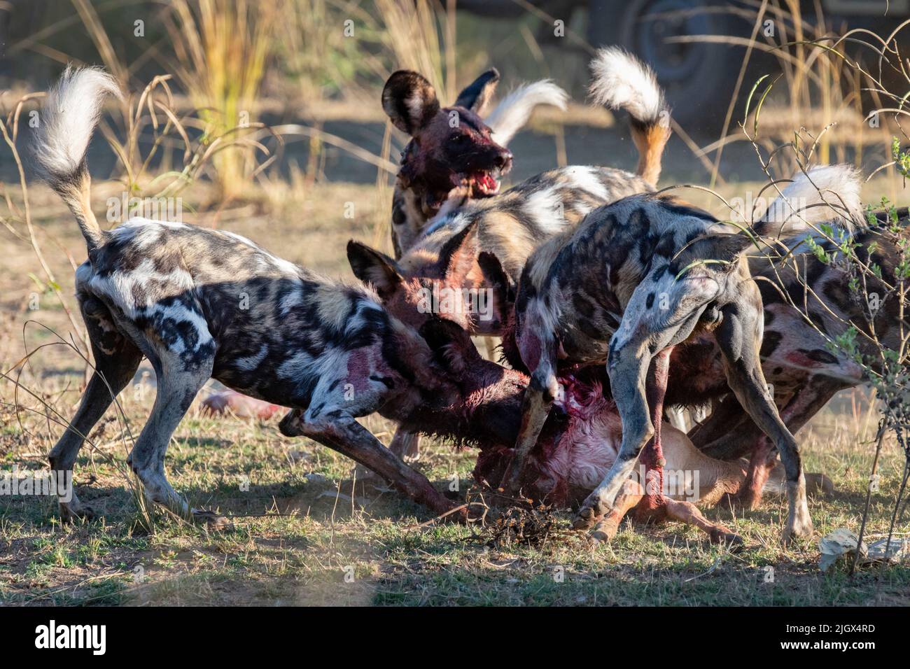 Zambia, Parco Nazionale di Luangwa Sud. Cani selvatici africani (SELVATICI: Lycaon pictus) dal Manzi Pack mangiare impala. Foto Stock