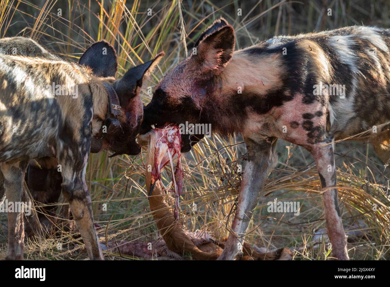 Zambia, Parco Nazionale di Luangwa Sud. Cani selvatici africani (SELVATICI: Lycaon pictus) dal Manzi Pack mangiare impala. Foto Stock