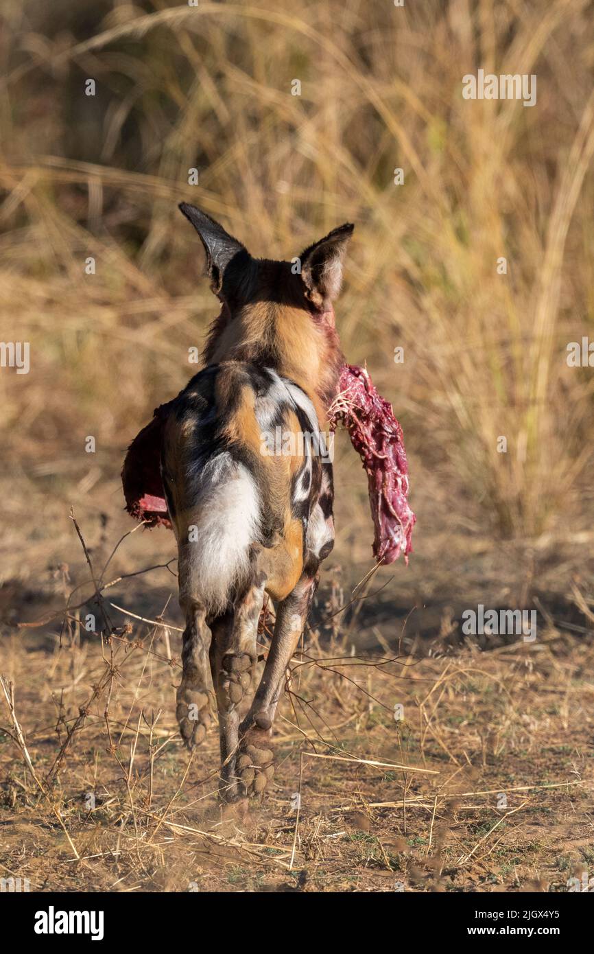 Zambia, Parco Nazionale di Luangwa Sud. Cane selvatico africano (SELVAGGIO: Lycaon pictus) dal Manzi Pack che corre con parte di un uccisione impala. Foto Stock