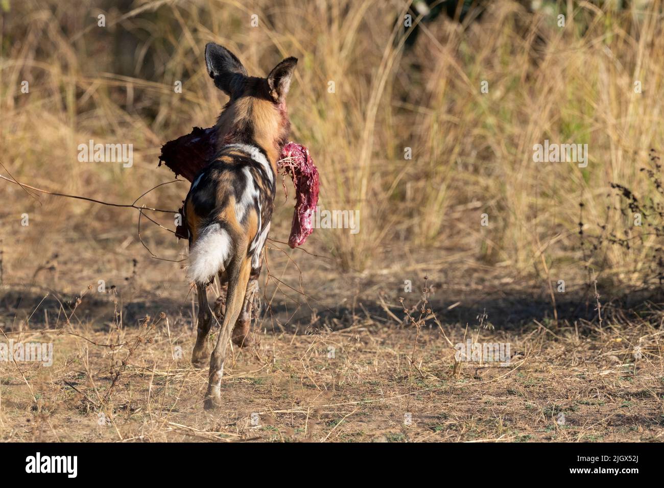 Zambia, Parco Nazionale di Luangwa Sud. Cane selvatico africano (SELVAGGIO: Lycaon pictus) dal Manzi Pack che corre con parte di un uccisione impala. Foto Stock