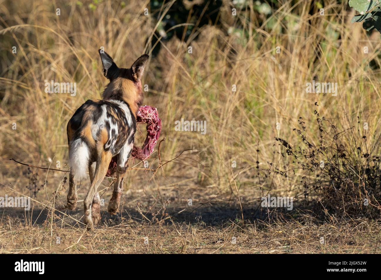 Zambia, Parco Nazionale di Luangwa Sud. Cane selvatico africano (SELVAGGIO: Lycaon pictus) dal Manzi Pack che corre con parte di un uccisione impala. Foto Stock