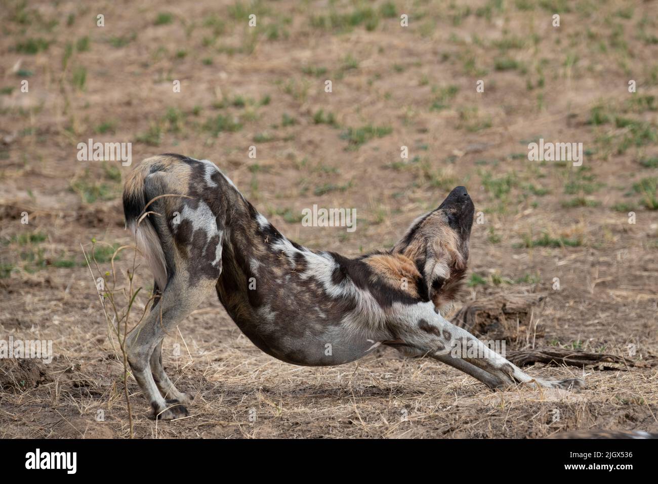 Zambia, Parco Nazionale di Luangwa Sud. Cane selvatico africano (SELVATICO: Lycaon pictus) un solo cane del Manzi Pack. Foto Stock