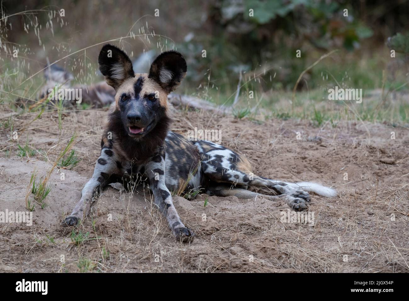 Zambia, Parco Nazionale di Luangwa Sud. Cane selvatico africano (SELVATICO: Lycaon pictus) dal Manzi Pack. Foto Stock