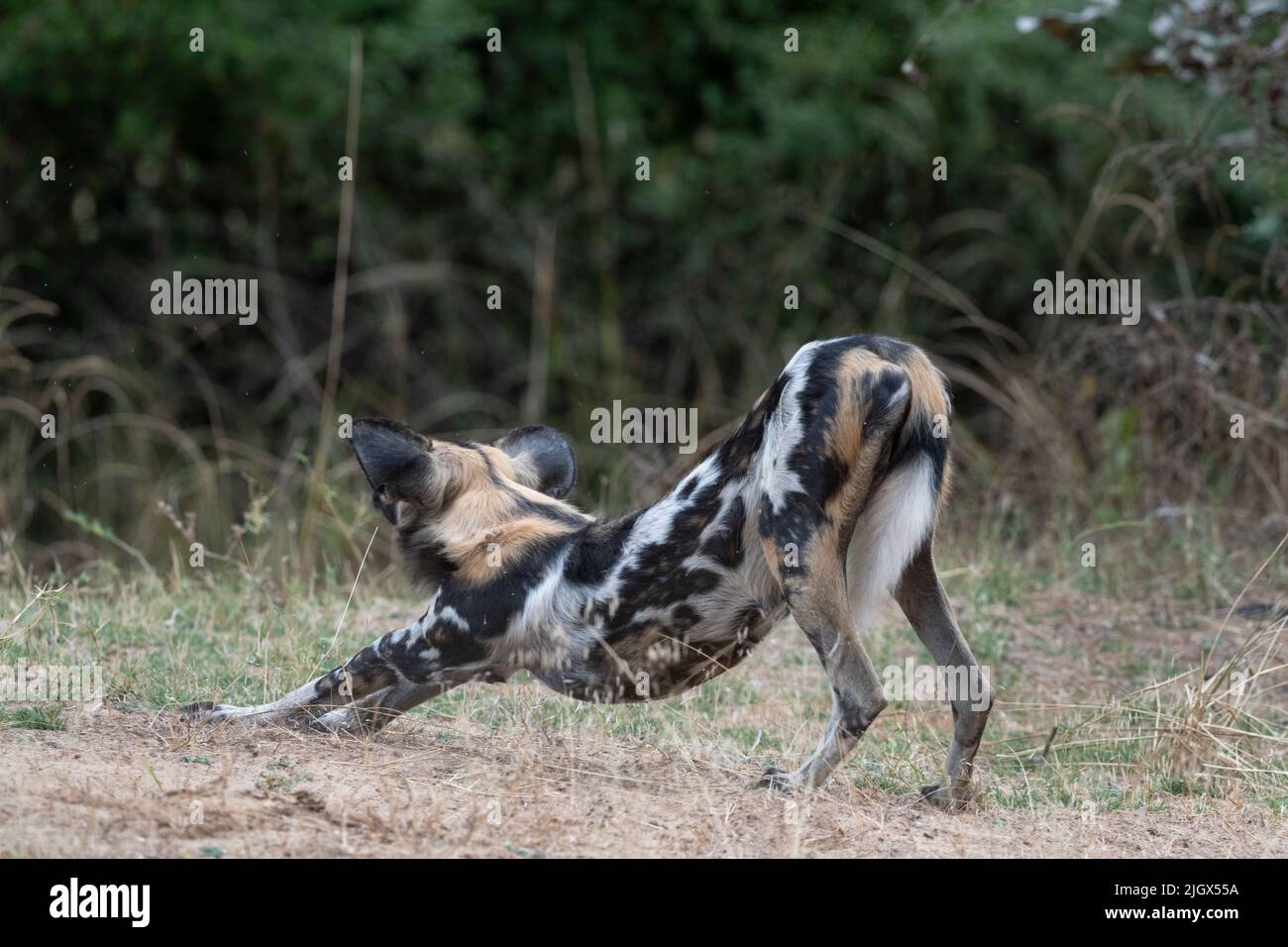 Zambia, Parco Nazionale di Luangwa Sud. Cane selvatico africano (SELVATICO: Lycaon pictus) un solo cane del Manzi Pack. Foto Stock
