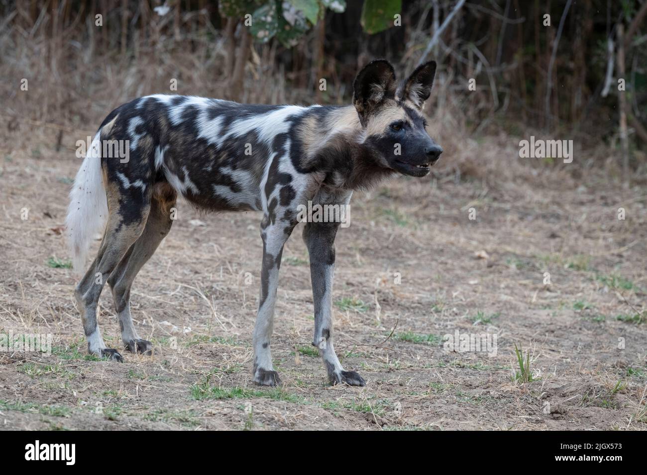 Zambia, Parco Nazionale di Luangwa Sud. Cane selvatico africano (SELVATICO: Lycaon pictus) dal Manzi Pack. Foto Stock