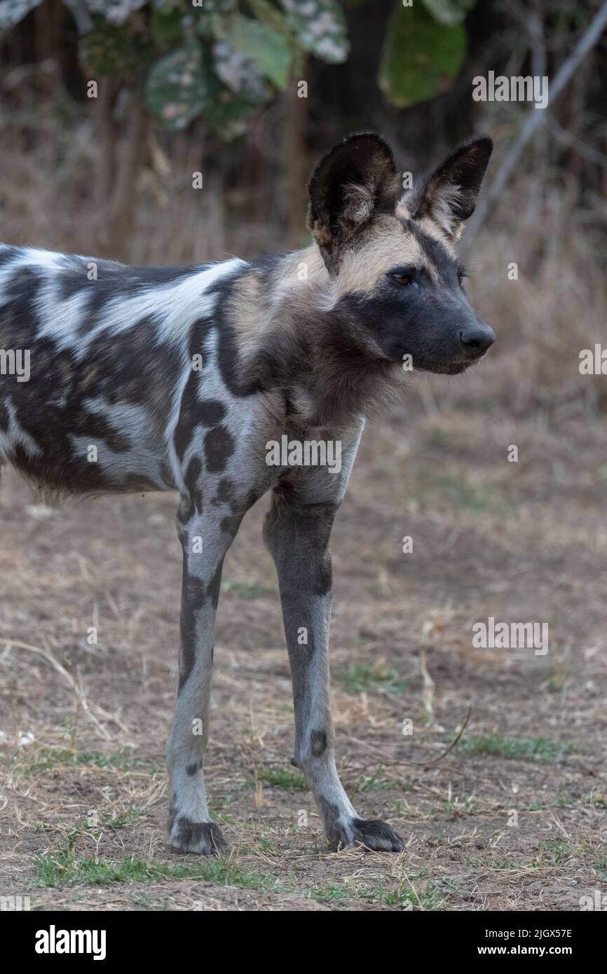 Zambia, Parco Nazionale di Luangwa Sud. Cane selvatico africano (SELVATICO: Lycaon pictus) dal Manzi Pack. Foto Stock